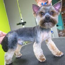 87 Captivating Haircuts For Your Yorkie