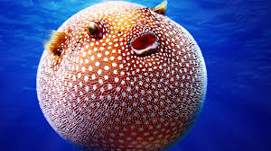 Pufferfish are mobs found in oceans. The Challenge Of Eating Puffer Fish Wall Street International Magazine