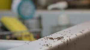 how to get rid of ants with vinegar