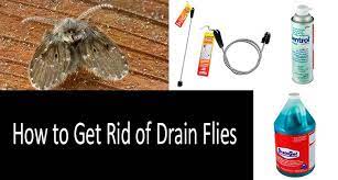 How To Get Rid Of Drain Flies Best
