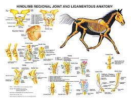 Equine Hindlimb Regional Joint Bone Anatomy Chart Horse