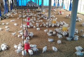 The virus is a type of avian flu common in wild birds worldwide. Bird Flu Outbreak Is It Safe To Eat Eggs Chicken