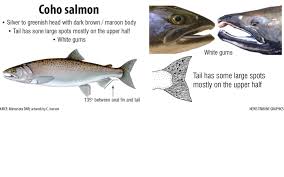 chinook salmon coho salmon