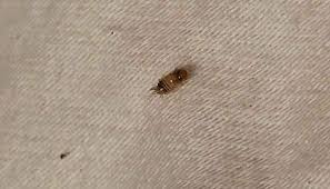 carpet beetles in bed solution for