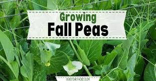 Growing Peas In The Fall Our Stoney Acres