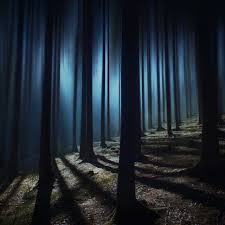 dark forest wallpaper 4k woods night