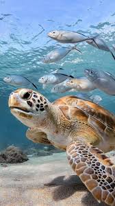 sea turtle wallpapers 60 images inside
