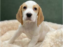 beagle dog female lemon white 2905918