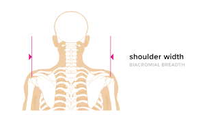 Average Shoulder Width And How To Measure Yours