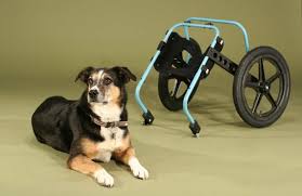custom dog wheelchairs best quality