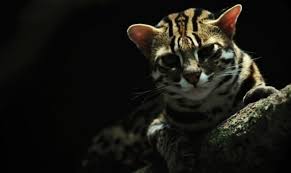 Harga kucing hutan yang terbilang tinggi membuat banyak pecinta kucing yang tetap 'kekeuh' ingin memeliharanya. Kucing Hutan Jawa 7 Kucing Hutan Langka Prasstyle Com