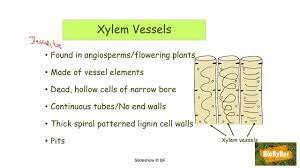 l c biology xylem vessels you