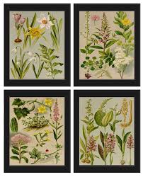Botanical Print Set Of 4 Wall Art