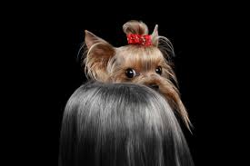 do yorkies need their tails docked the
