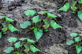 how to grow sweet potatoes