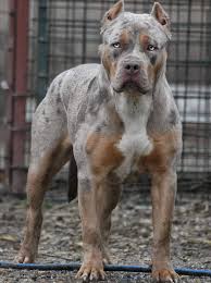 HOME2 - Sika Bulls Kennel