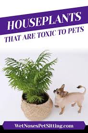 Houseplants That Are Toxic To Pets