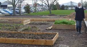 Raised Gardens From Fence Palings