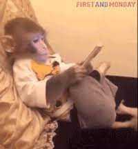 monkey calculator gifs get the best