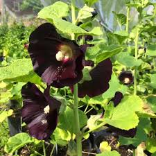 the 15 best black flowers article on