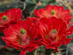 Image result for hình ảnh bông hoa đẹp