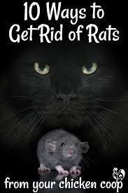 rats from your en coop