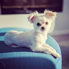 However, only during the roman era, this breed gained. Teacup Maltese All You Need To Know About This Tiny Pup K9 Web