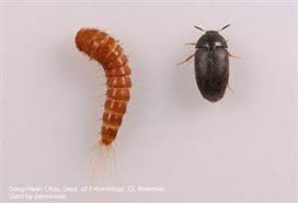bugs in bathtub and beetle larvae pest