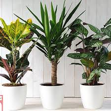 Bromeliads and orchids are both epiphytes that can be found throughout tropical regions growing on trees. 25 Best Indoor Plants Low Maintenance House Plants For Your Home Glamour Uk