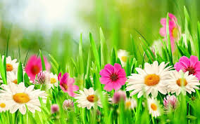 Download Colorful Spring Flowers Background | ManyBackgrounds.com