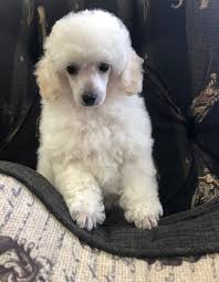 tokyo toy poodle love my puppy