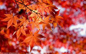 interesting facts about maple trees