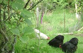 Permaculture Systems In The Home Orchard