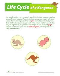 Life Cycle Of A Kangaroo Lesson Life Cycles Kangaroo My