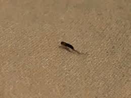 carpet beetle larvae archives all