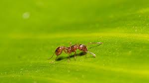 5 diy ant control methods pros cons