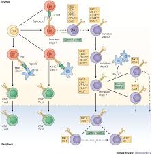 Control Points In Nkt Cell Development Cell Biology Ap