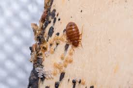 what causes bed bugs and how to