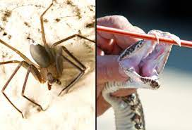 Find out how to recognize the spider, its bite, and the symptoms. Spider Bites Black Widow Vs Brown Recluse First Aid