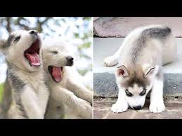 We specialize in breeding top quality pets that you will be proud of. Funny And Cute Husky Puppies Compilation Video 12 Adorable Husky Puppy