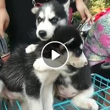 The average litter size for the miniature husky is fairly large, often between 9 and 11 puppies. Take Care Of Husky Puppies Video Gifs Hotels Where Pets Stay Free Puppy Pup
