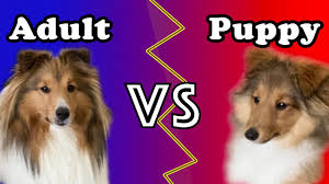 sheltie puppy vs sheltie you