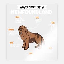 anatomy of a newfoundland funny dog