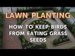 keep birds from eating gr seeds