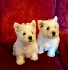 Click here to view westie dogs for adoption. West Highland White Terrier Near Me Online Shopping