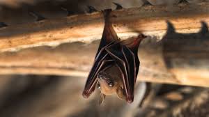 bat surveys costs the law and whether