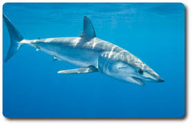 Learn Interesting Shark Facts About The Mako Shark Shark Sider