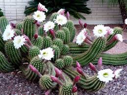 Saguaro cactus in bloom photograph by tracey hunnewell. Beautiful Blooming Cactus Sun City Arizona