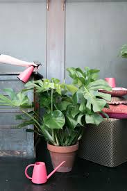 Come disporre le piante in appartamento. Come Prenderti Cura Della Tua Monstera Deliciosa Bottegabotanica