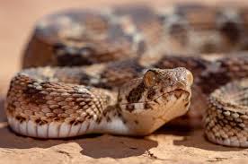 saw scaled viper facts echis